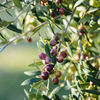 Olive 'Arbequina' (Olea europea)