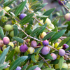 Olive 'Arbequina' (Olea europea)