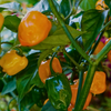 Orange Habanero Pepper (Capsicum chinense)