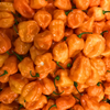 Orange Habanero Pepper (Capsicum chinense)