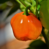 Orange Habanero Pepper (Capsicum chinense)