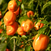 Orange Habanero Pepper (Capsicum chinense)