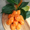 Jackfruit ‘Orange Crush’ (Artocarpus heterophyllus)