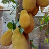 Jackfruit ‘Orange Crush’ (Artocarpus heterophyllus)