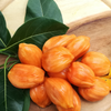 Jackfruit ‘Orange Crush’ (Artocarpus heterophyllus)