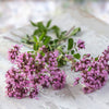 500 OREGANO Origanum Vulgare Herb Purple Butterfly Flower Seeds