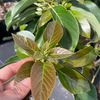 Avocado 'Oro Negro' (Persea americana)