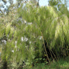 10 MEXICAN WEEPING BAMBOO Otatea Acuminata Rare Seeds