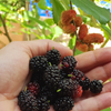 Mulberry 'Everbearing' (Morus nigra)