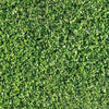 Microclover Alternative Lawn – photo 4