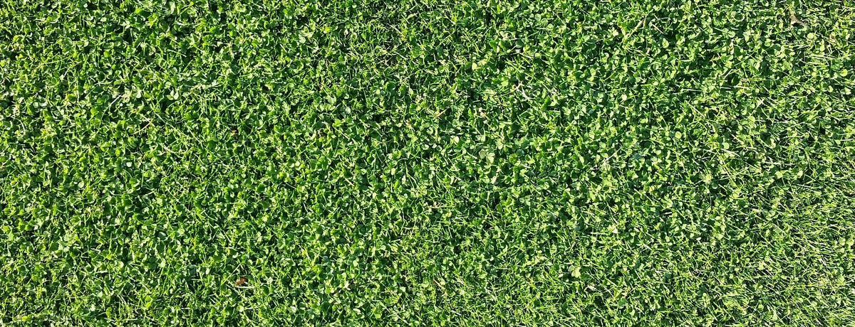 Microclover Alternative Lawn – photo 4