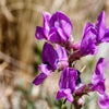 30 Purple LOCOWEED CRAZYWEED Oxytropis Lambertii Native Flower Seeds