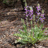 30 Purple LOCOWEED CRAZYWEED Oxytropis Lambertii Native Flower Seeds