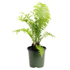 Ostrich Fern