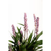 Purple Explosion™ Lilyturf