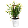 Scentsation Honeysuckle Vine