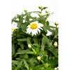 Shortstop™ Shasta Daisy