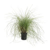 Pink Muhly Grass