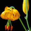 20 COLUMBIAN TIGER LILY Oregon Lily Lilium Columbianum syn. Canadense Parviflorum Orange Maroon Spotted Native Flower Seeds