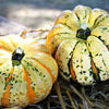 15 CARNIVAL SQUASH Winter Cucurbita Pepo Vegetable Seeds