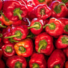 60 RED MARCONI PEPPER Rossa Large Sweet Italian Frying Capsicum Annuum Seeds
