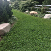 Microclover Alternative Lawn – photo 3