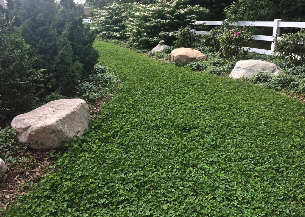 Microclover Alternative Lawn – photo 3