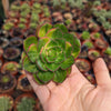 Aeonium 'Green Earth' Variegata