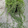 String of Bananas Senecio radicans