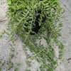 String of Bananas Senecio radicans