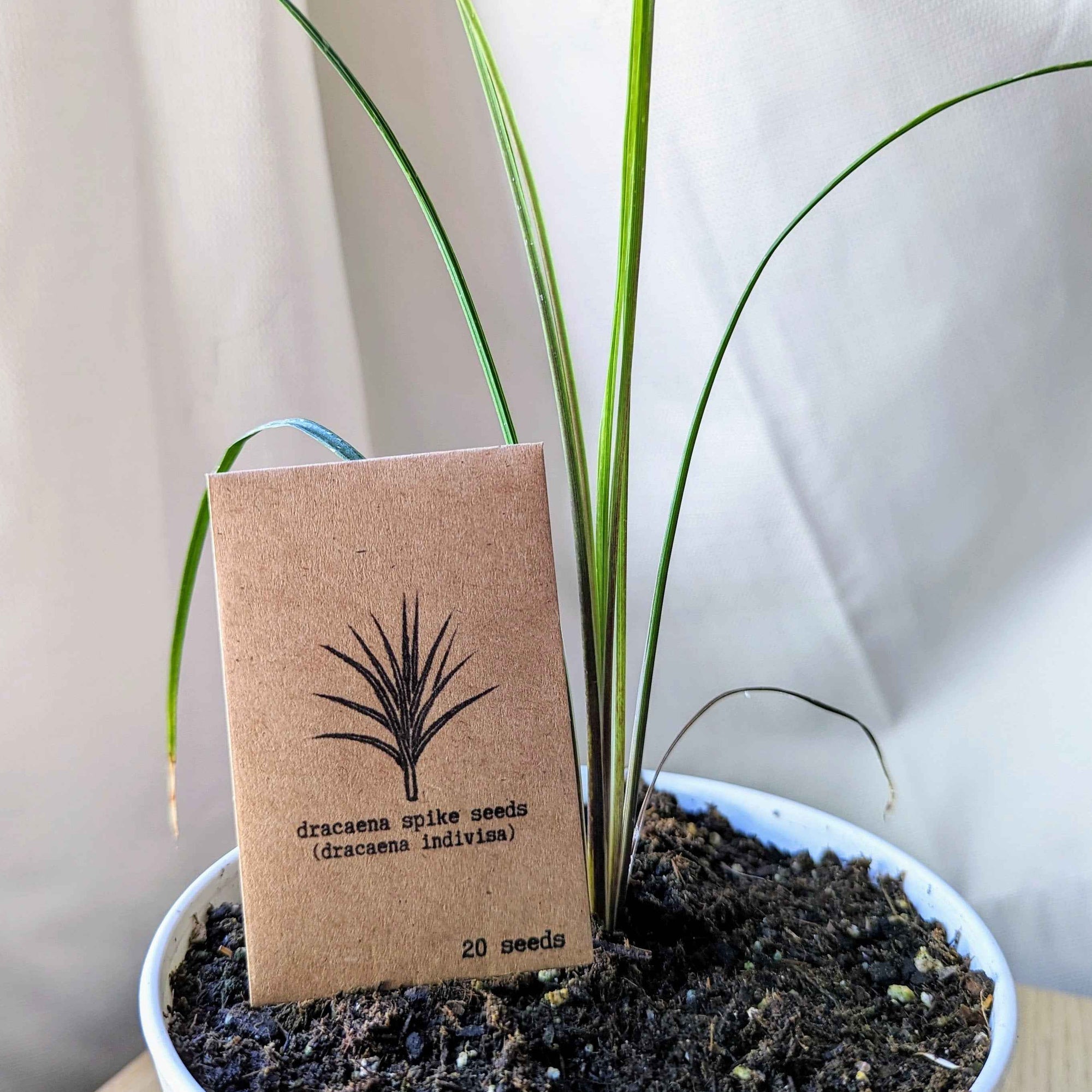 Dracaena Indivisa 'Spike' Seeds