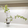 Malpighia Barbados Cherry