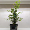 Malpighia Barbados Cherry