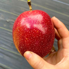 Passion Fruit 'Panama Red' (Passiflora edulis)
