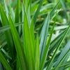 Pandan Leaf (Pandanus amaryllifolius)