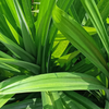 Pandan Leaf (Pandanus amaryllifolius)
