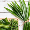 Pandan Leaf (Pandanus amaryllifolius)