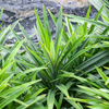 Pandan Leaf (Pandanus amaryllifolius)