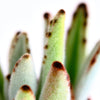 Kalanchoe tomentosa 'Panda Plant'