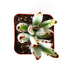 Kalanchoe tomentosa 'Panda Plant'