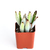 Kalanchoe tomentosa 'Panda Plant'