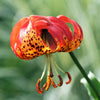 10 LEOPARD LILY California Tiger Lily Panther Lilium Pardalinum Yellow Orange Red Spotted Native Flower Seeds