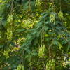 African Locust Bean Tree (Parkia biglobosa)