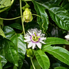 Passiflora 'Bounty' (Passiflora edulis)