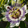 Passion Fruit Vine ‘Sweet Yellow Sunrise’ (Passiflora edulis var. flavicarpa)