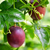 Passion Fruit ‘Purple Possum’ (Passiflora edulis)