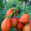Peanut Butter Fruit (Bunchosia argentea)