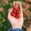 Peanut Butter Fruit (Bunchosia argentea)