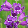 250 NATIVE MIX Beardtongue PENSTEMON Grandiflorus, Strictus, Cobaea, Palmeri, Digitalis, Pallidus - Pink White Blue Purple Flower Seeds