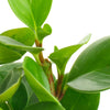 Peperomia Obtusifolia 'Baby Rubber Plant'